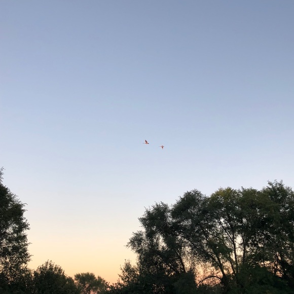 Meet your Posher, Mitzi - Picture 1 of 1